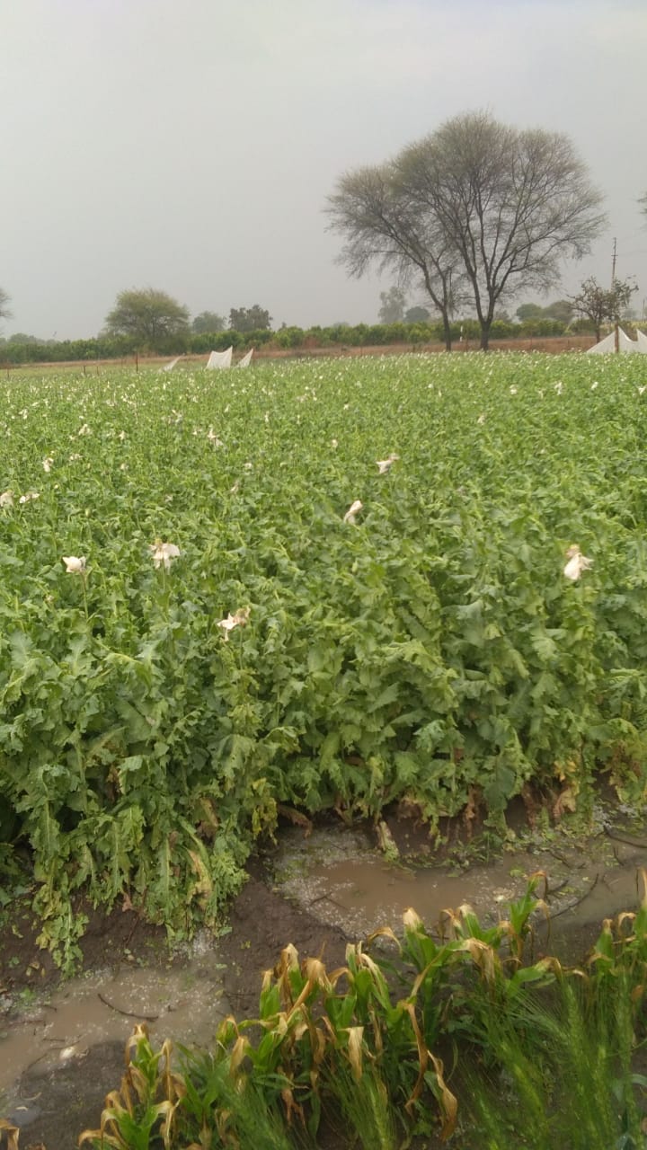 मध्यप्रदेश के मंदसौर जिले में मौसम ने ली करवट मध्यप्रदेश के मंदसौर जिले में मौसम ने ली करवट